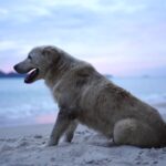Letovanje sa psom u Hrvatskoj je moguće, uz brojne dog-friendly plaže duž cele obale.