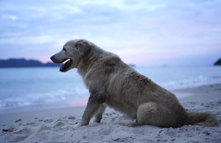 Letovanje sa psom u Hrvatskoj je moguće, uz brojne dog-friendly plaže duž cele obale.