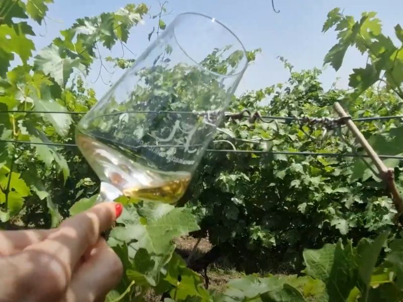 Čaša vina u vinogradu