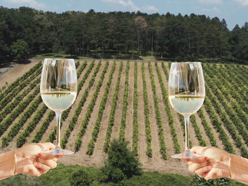 Slika dronom vinograda i dve čaše belog vina u ruci